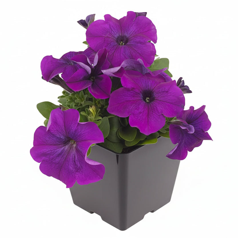 Petunia Purple - 4.5"
