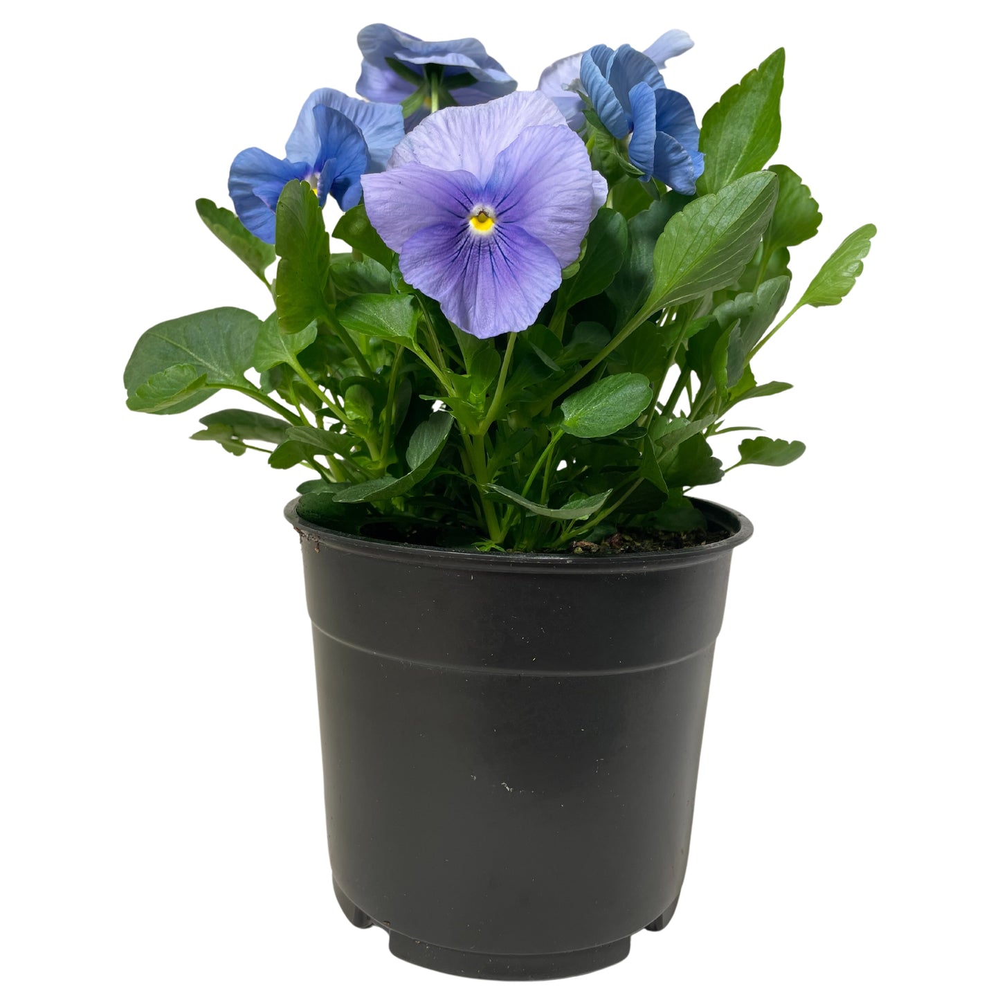 Pansy-True Blue - 1.25QT