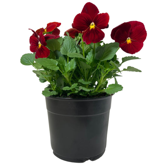 Pansy-Red - 1.25QT