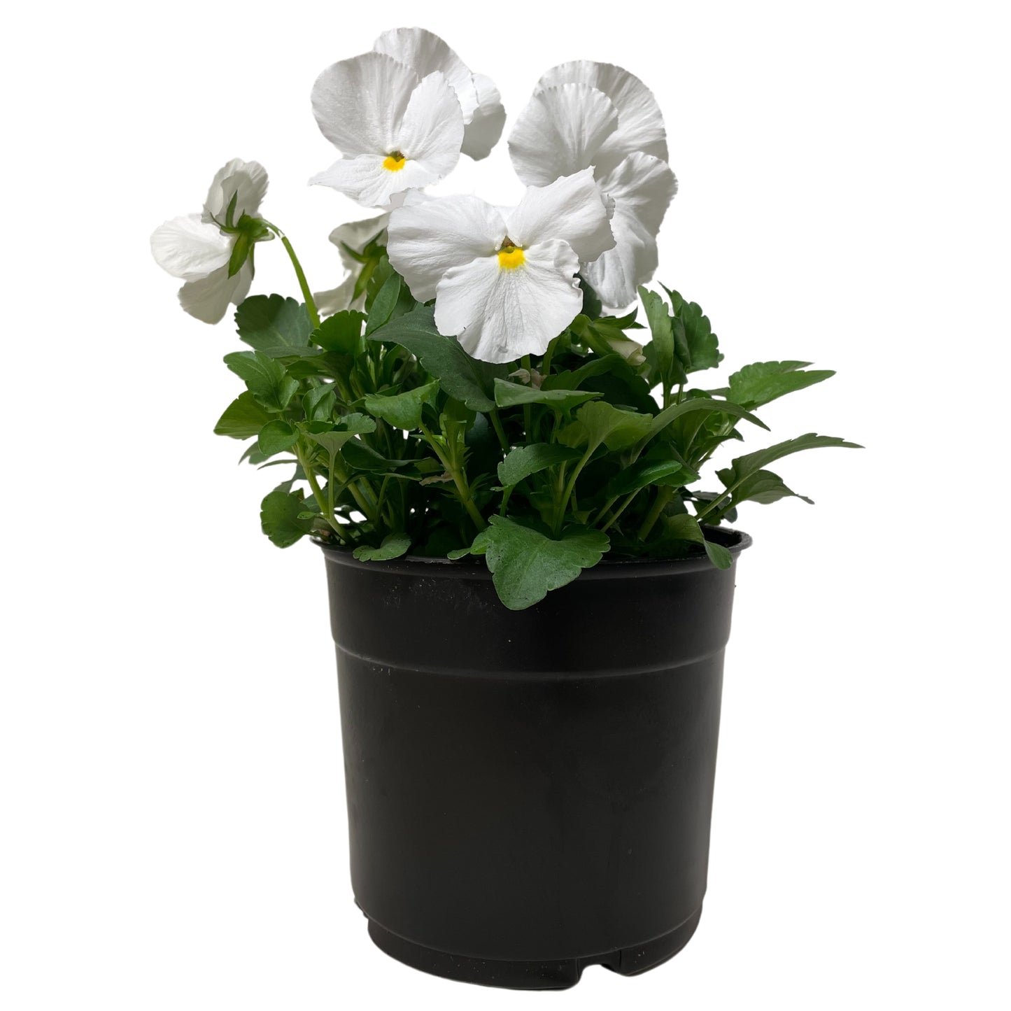 Pansy-White - 1.25QT