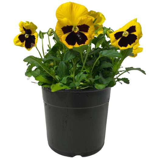 Pansy-Yellow Blotch - 1.25QT