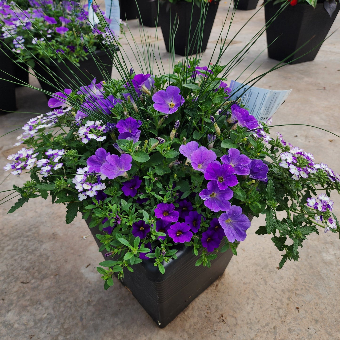 Shocking Blue with Juncus - 16"