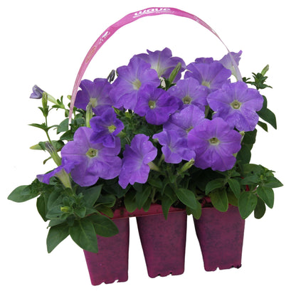 Petunia Wave Blue - 406PK