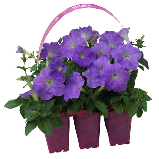 Petunia Wave Blue - 406PK