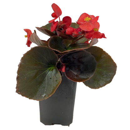 Begonia Bronze Leaf Mix - 4.0"