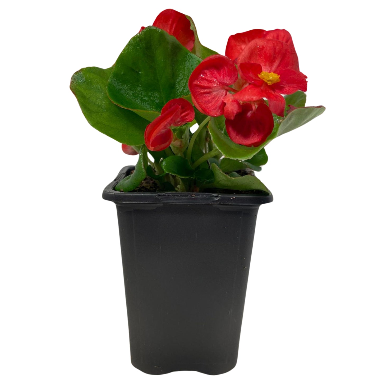 Begonia Green Leaf Red - 4.0"