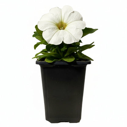 Petunia White - 4.0"