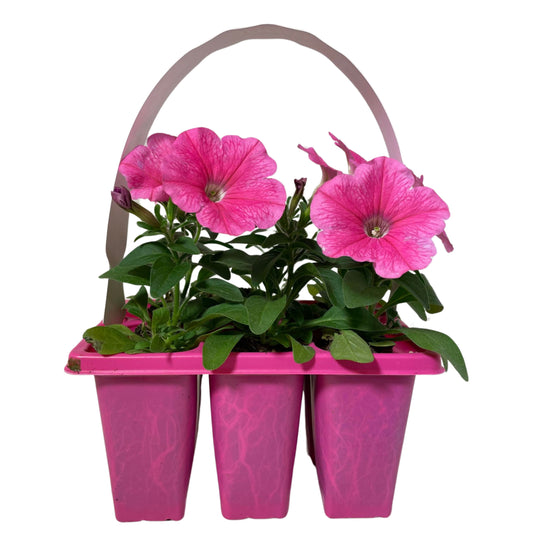 Petunia Wave Pink - 406PK