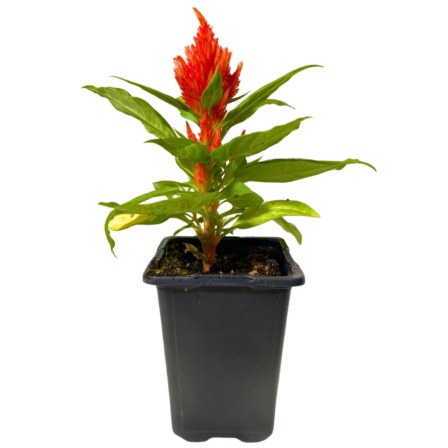 Celosia Orange - 4.0"