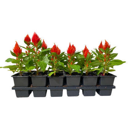 Celosia Orange - 4.0"