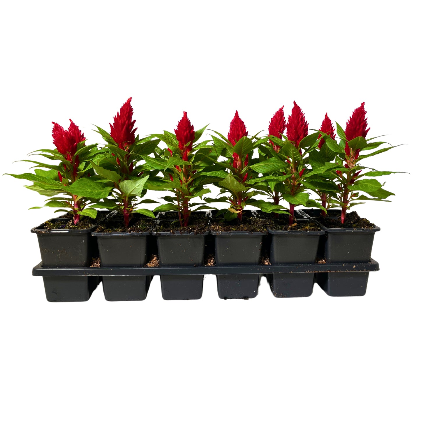 Celosia Red - 4.0"