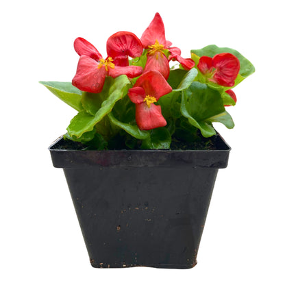 Begonia Green Leaf Red - 4.5"