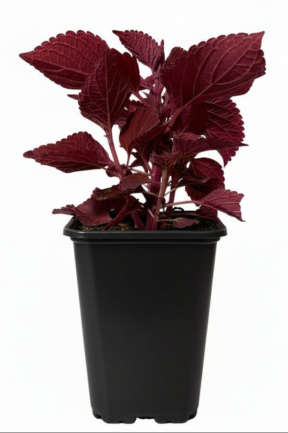 Coleus Fairway Mix - 4.0"