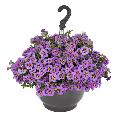 Calibrachoa Blue Sky - 10"