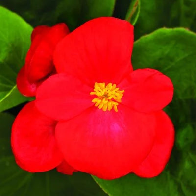 Begonia Green Leaf Red - 4.5"