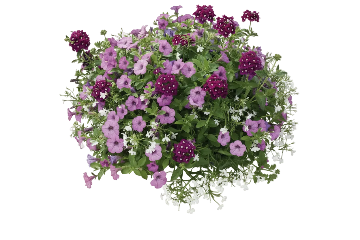 Grape Expectations Mix - 16"