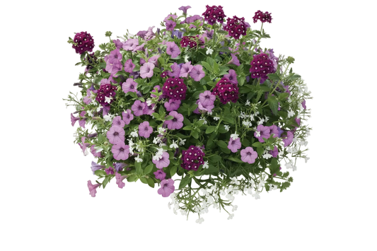 Grape Expectations Mix - 16"