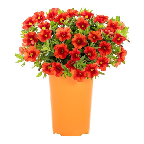 Calibrachoa Orange - 8"