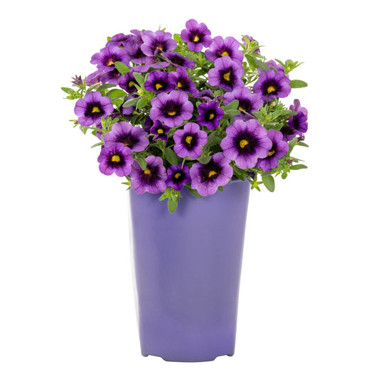 Calibrachoa Purple - 8"