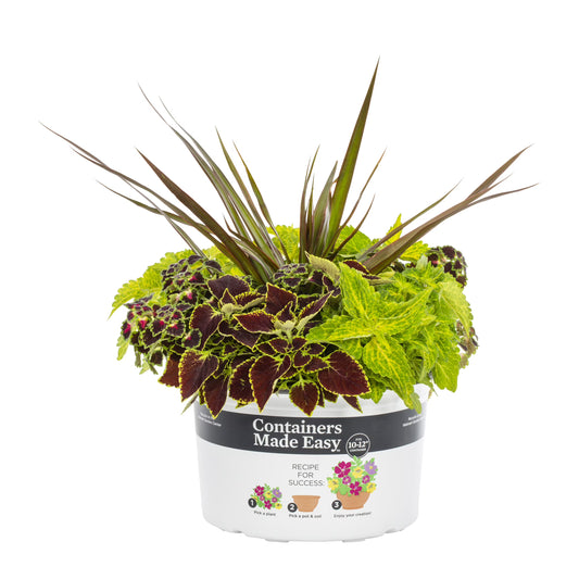 Coleus Combo 2 - 10"