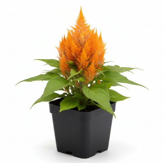 Celosia Orange - 4.5"