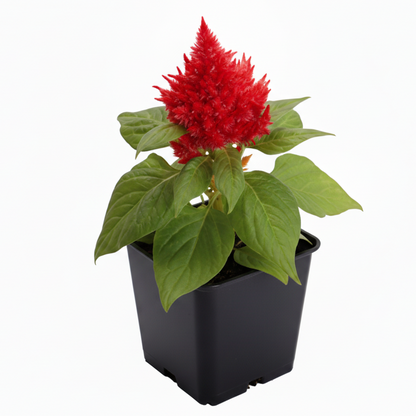 Celosia Red - 4.5"
