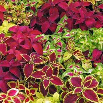 Coleus Fairway Mix - 4.0"