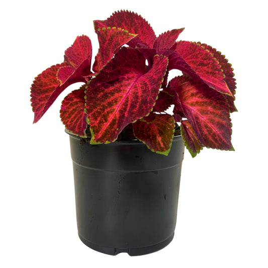 1.25QT Coleus-Velvet Red