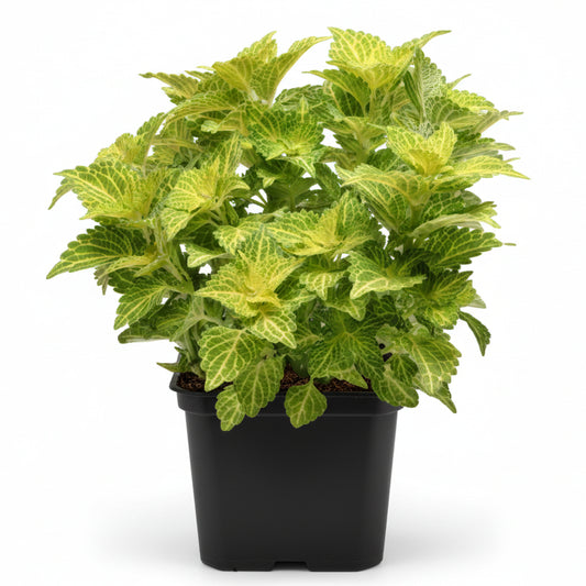 Coleus Green - 4.5"