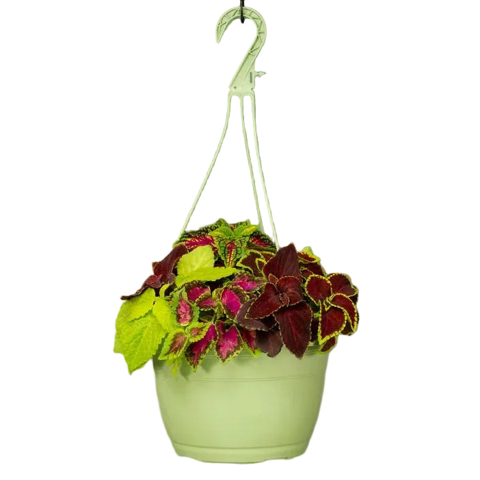 Coleus Fairway Mix - 10"