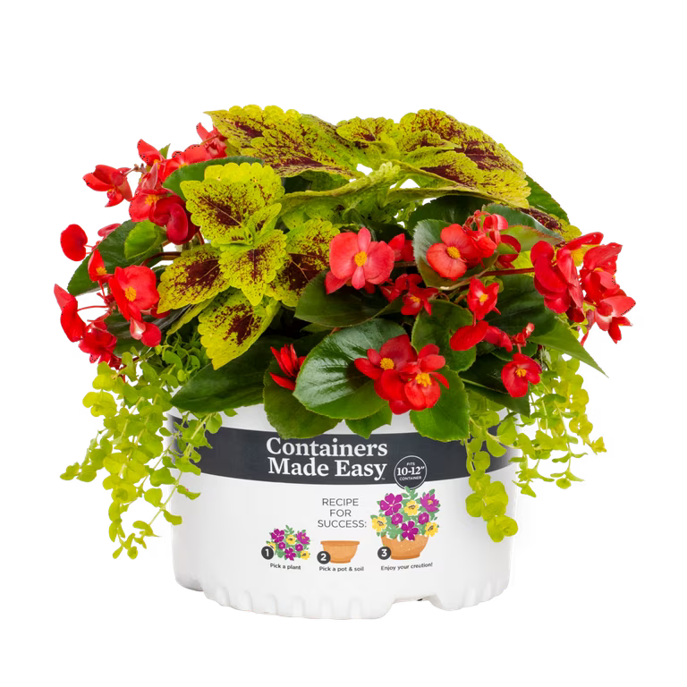 Begonia Combo - 10"