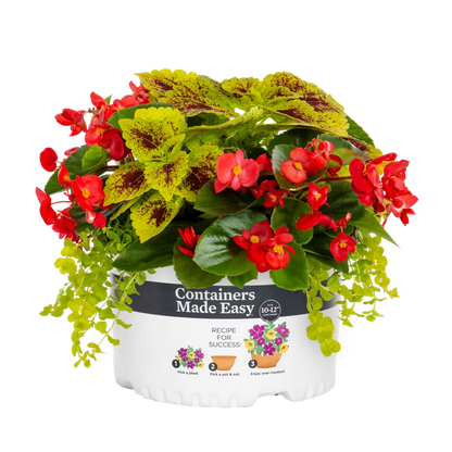 Begonia Combo - 10"