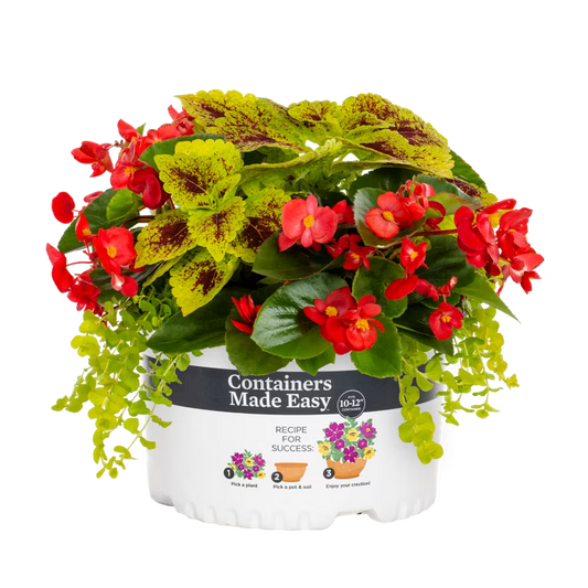 Begonia Combo - 10"