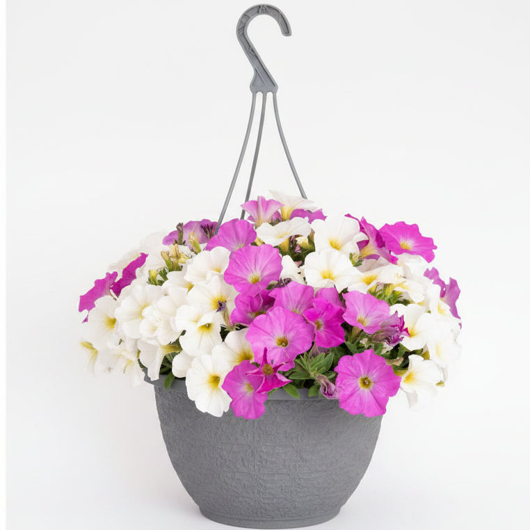 Supercal Mix Rose & White - 10"