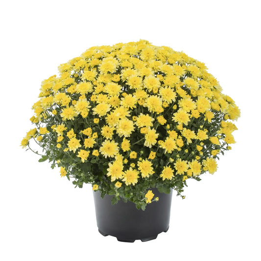 Yellow Mum - 3.0 QT (2 Pack)