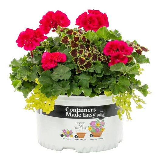 Geranium Combo - 10"