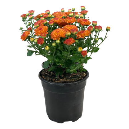 Orange Mum - 1.0 PT (5 Pack)