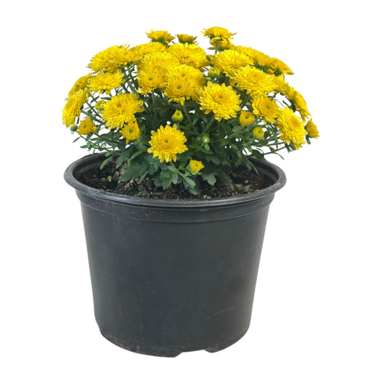 Yellow Mum - 1.0 PT (5 Pack)