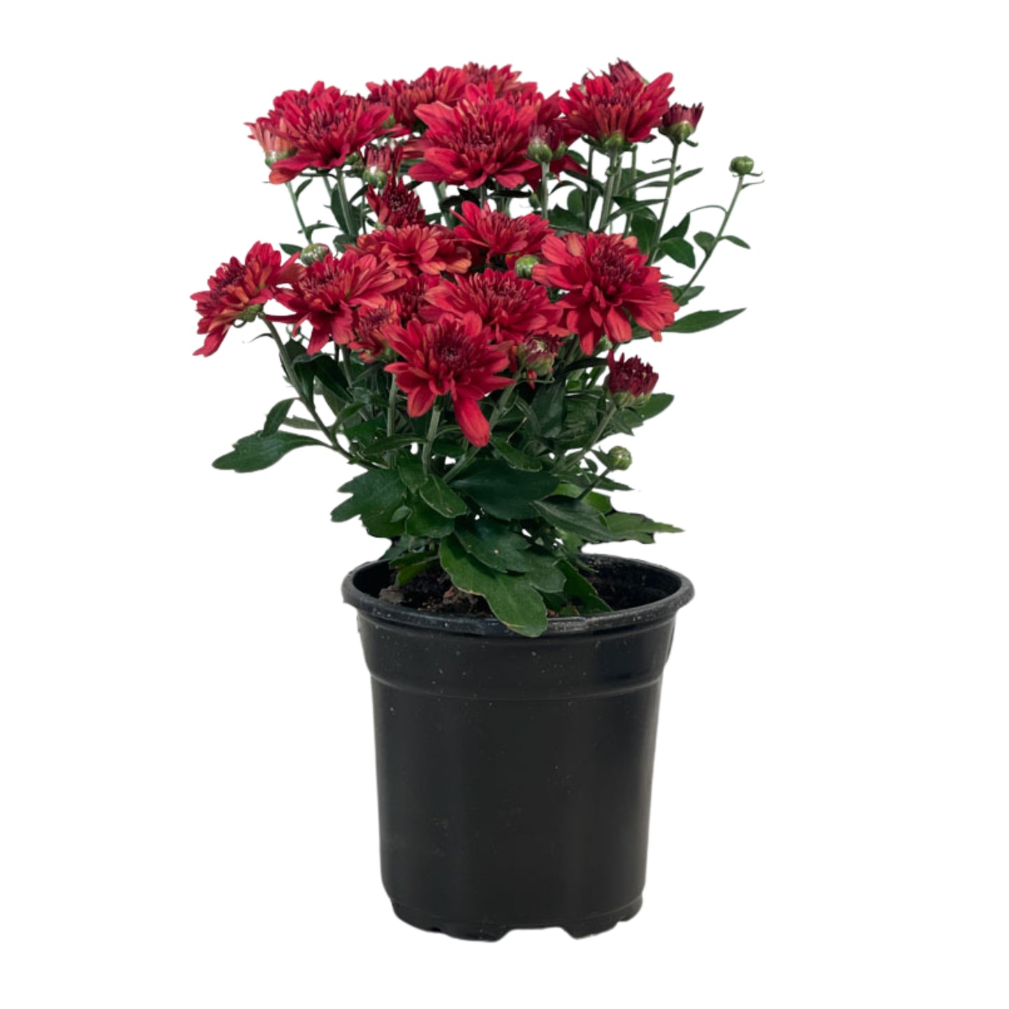 Red Mum - 1.0 PT (5 Pack)