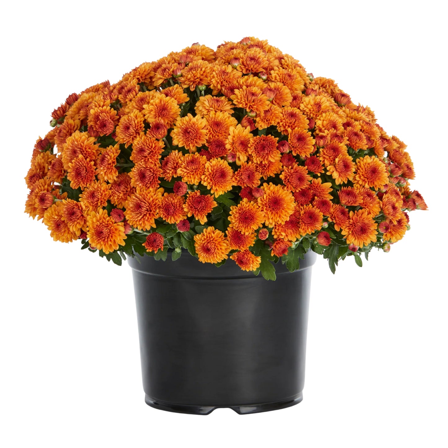 Orange Mum - 3.0 QT (2 Pack)