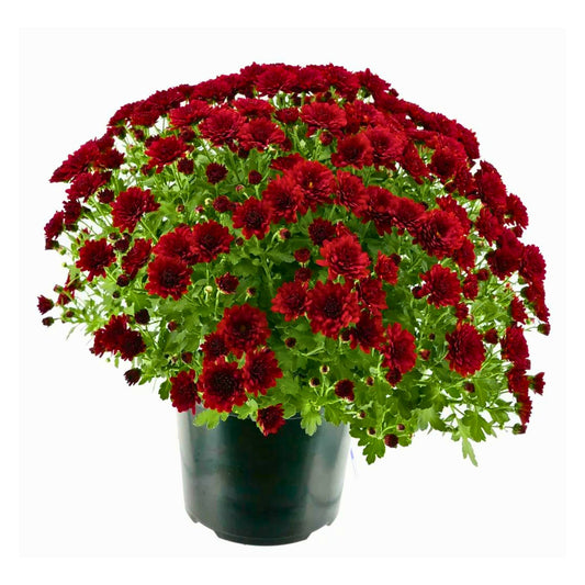 Red Mum - 3.0 QT (2 Pack)