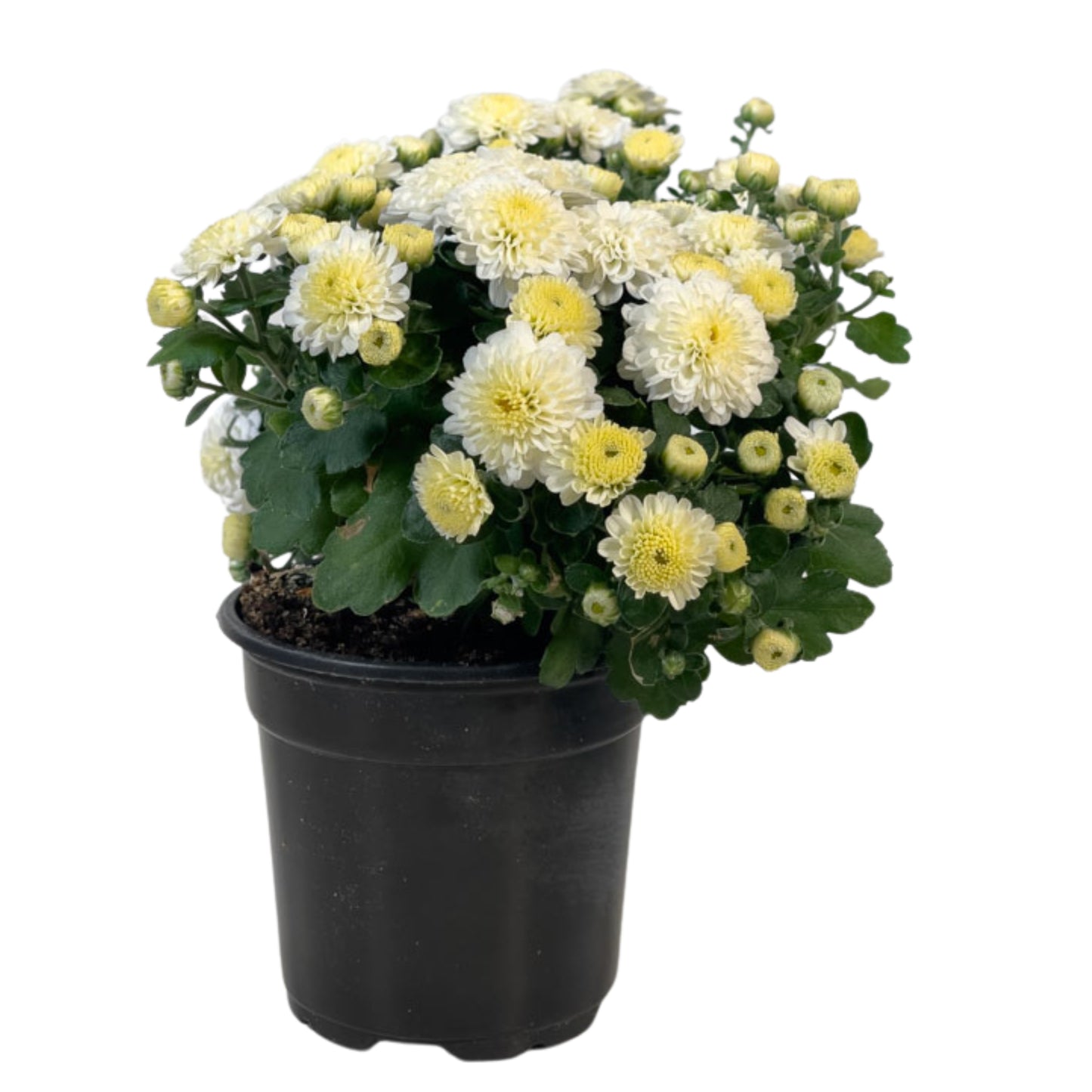 White Mum - 1.0 PT (5 Pack)