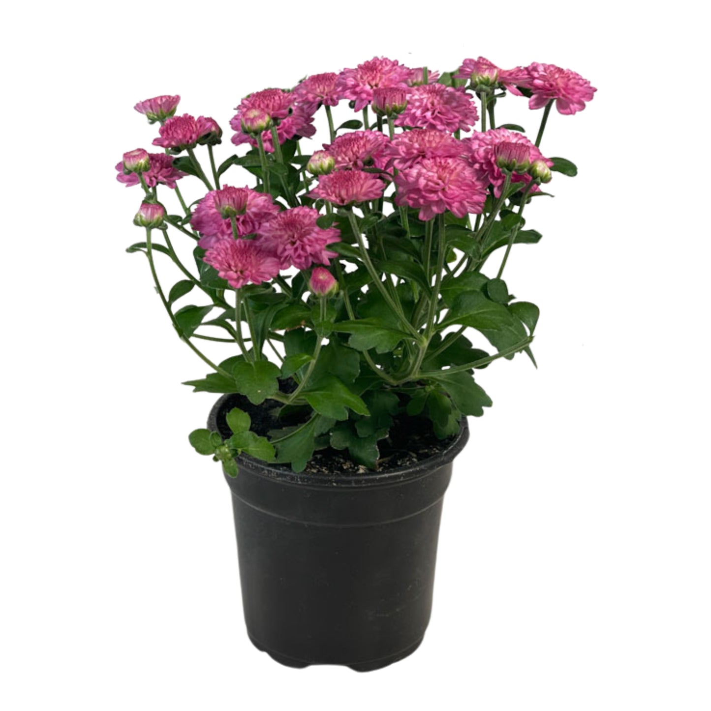 Purple Mum - 1.0 PT (5 Pack)