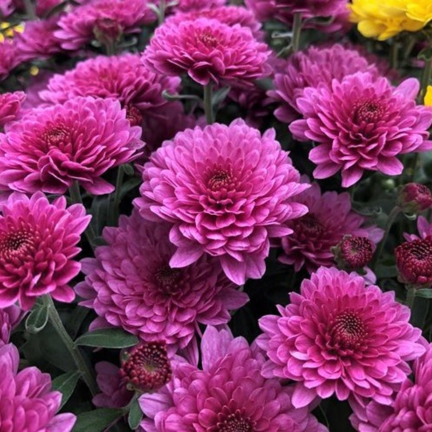 Purple Mum - 3.0 QT (2 Pack)