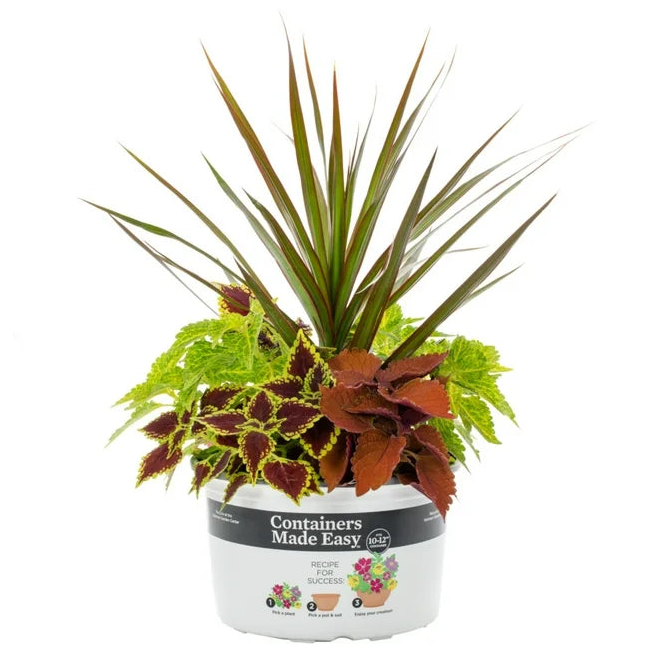 Coleus Combo - 10"