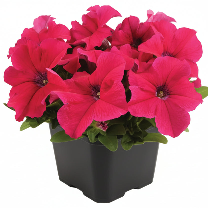 Petunia Pink - 4.5"