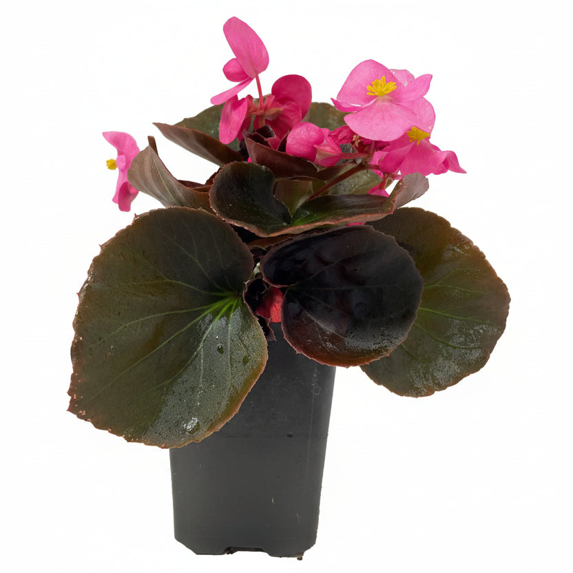 Begonia Bronze Leaf Pink - 4.0"