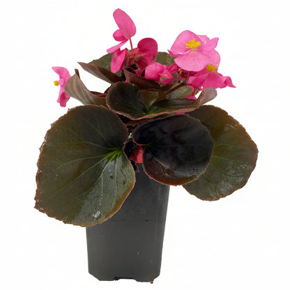Begonia Bronze Leaf Pink - 4.0"