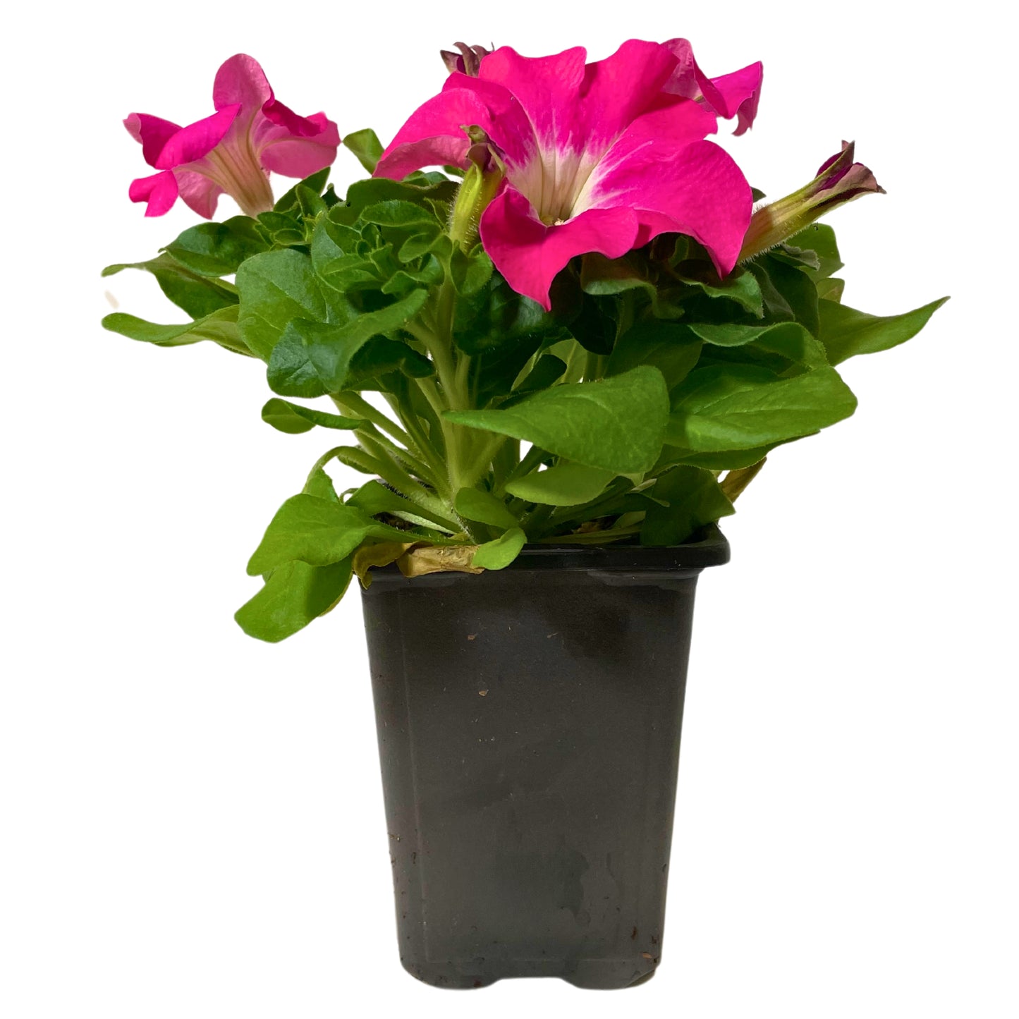 Petunia Rose Morn - 4.0"