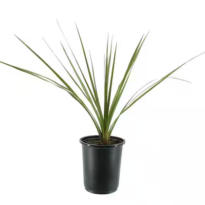 Dracaena Green - 4.0"
